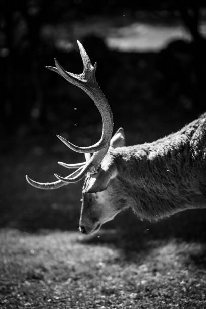 istock Abruzzo and Molise National Park 10 961922804