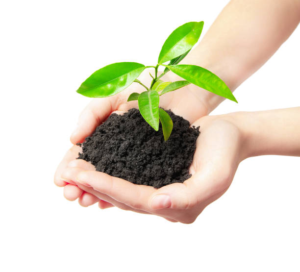 istock Human hands holding green small plant new life concept 961923282