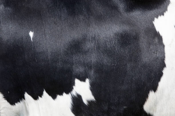 istock part of black and white hide on side of cow 961924252