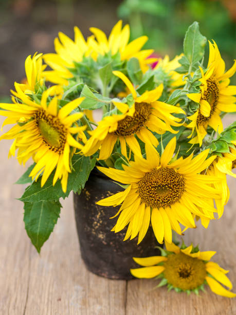 istock Sunflowers in vase 961924646