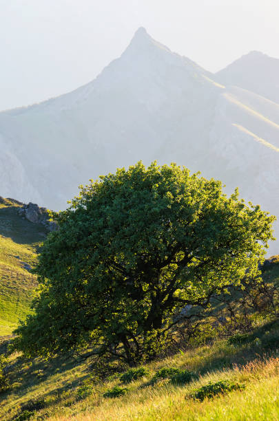 istock Spring landscape with a green slope in the mountains 961924768