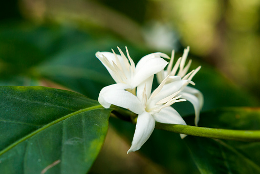 Coffee tree blossom with white color flower close up view. Coffea arábica.