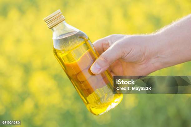 Rapeseed Oil In Bottle In Hand On Background Rape Field Stock Photo - Download Image Now