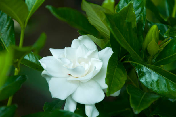 istock Gardenia jasminoides in Guatemala 961928056