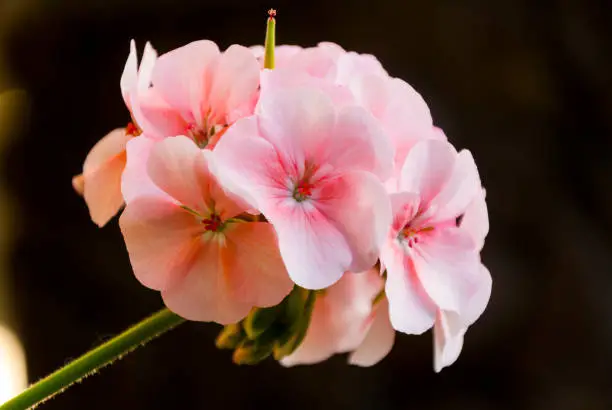 Branch of spring blossom with pink cranesbill flowers, pelargonium hortorum, also called zonal geranium, garden geranium.