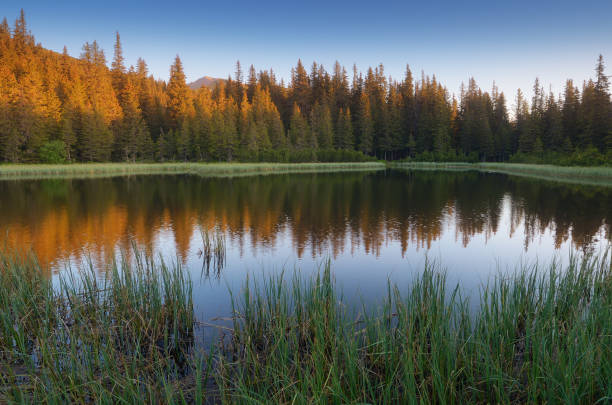 istock Lake in a mountain forest. Carpathians 961928848
