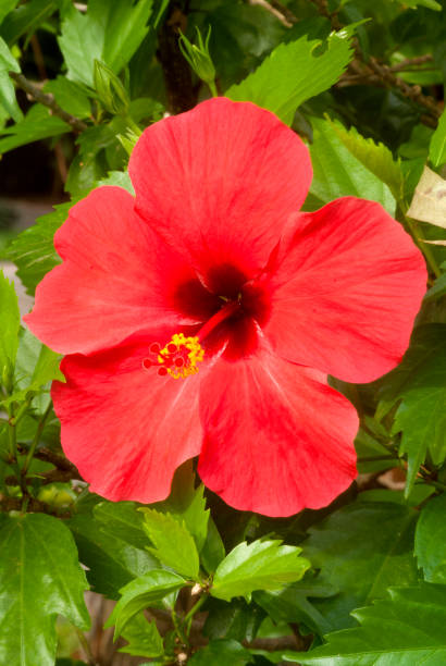 istock Tropical bright Hibiscus or hibiscos in Guatemala 961929286