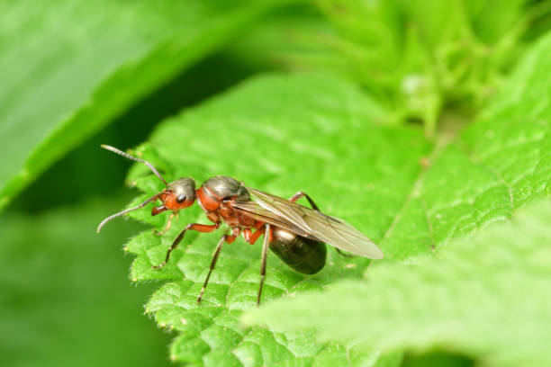istock forest ant with wings the queen of the ant 961929672