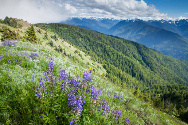 istock The view from Huricane Ridge, Washington 961929922