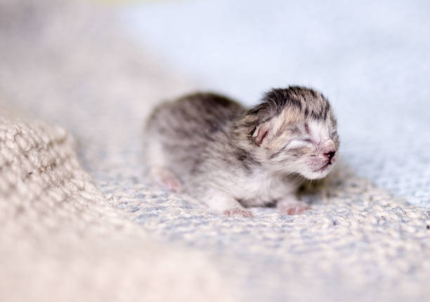 istock Adorable tabby kitten, newborn concept 961929986