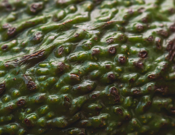 immagine di sfondo ravvicinata della buccia di avocado matura - avocado cross section vegetable seed foto e immagini stock