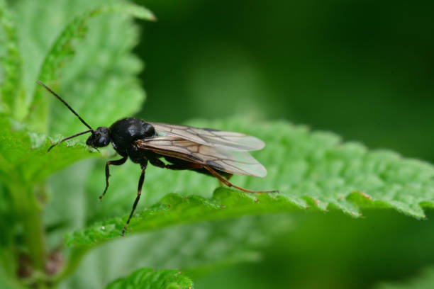 istock forest ant with wings the queen of the ant 961930332