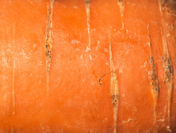 Background image of the peel of carrot