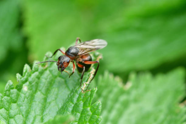 istock forest ant with wings the queen of the ant 961930498