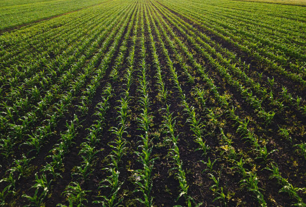 istock Aerial view of corn crops field with weed 961930774