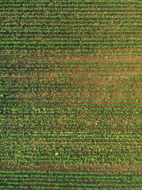 istock Aerial view of corn crops field with weed 961930780
