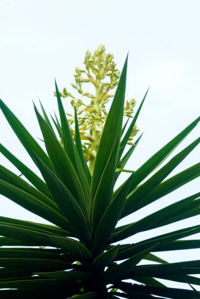 istock Izote cactus Yucca plant. Guatemala. Yucca bushes in bloom 961931496