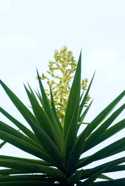 istock Izote cactus Yucca plant. Guatemala. Yucca bushes in bloom 961931532