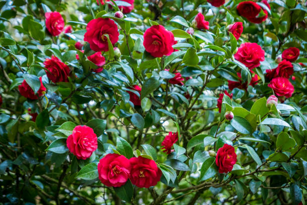 istock Beautiful red camellia bush in springtime 961932972