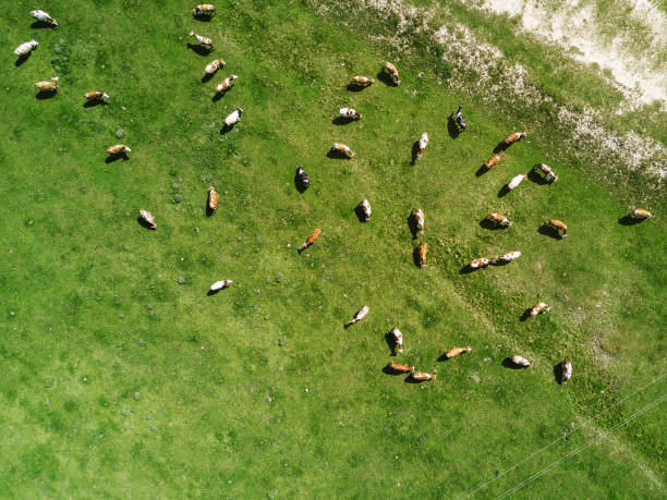 istock Aerial view of cows herd grazing 961934254