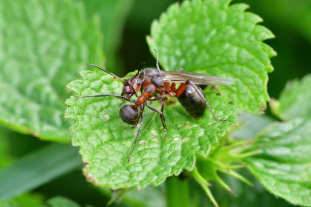 istock forest ant with wings the queen of the ant 961934708