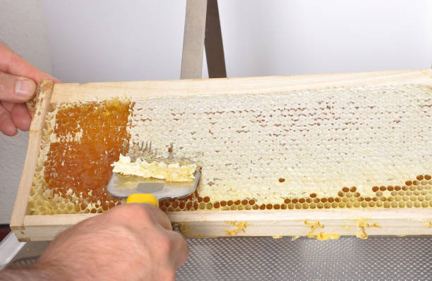 istock Uncapping of honeycomb at plastic tub 961935430