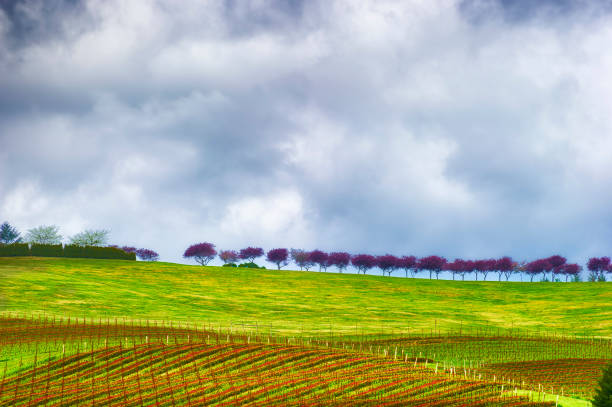 Tree lined hill top with a patchwork of agriculture ground below of pasture,vineyard with rows of red clover