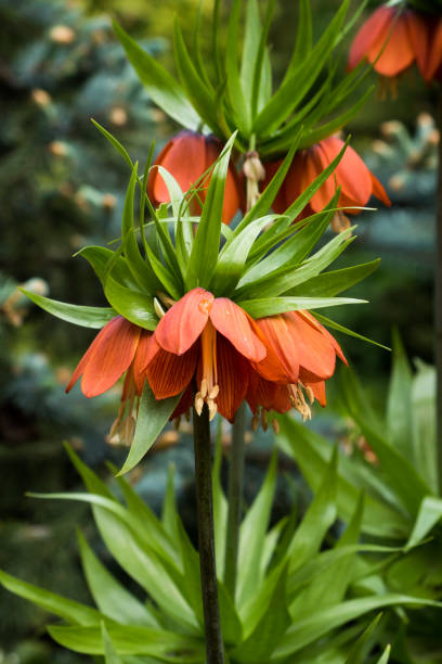 istock Hazel flower orange or Royal crown in garden 961939890