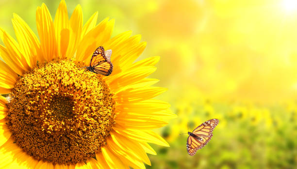 Sunflower and monarch butterflies (Danaus plexippus, Nymphalidae) on blurred yellow sunny background. Mock up template. Copy space for your text