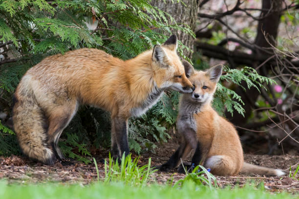 Re fox female with babies stock photo
