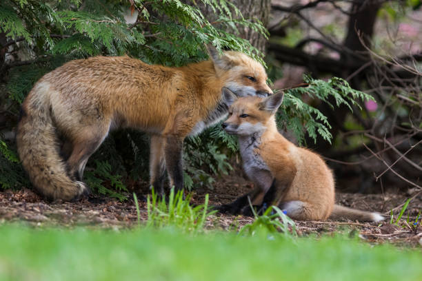 istock Re fox female with babies 961941258