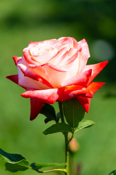 A view of a rose flower in a garden