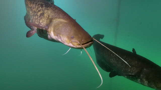 Two Wels Catfishes, underwater shot
