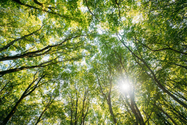 istock Summer Deciduous Forest Trees Woods Canopy. Bottom View Wide Angle Background. Sun Shining Through Greenery Foliage In Green Forest 961945688