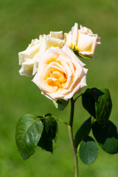 A view of a rose flower in a garden