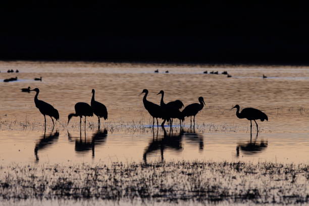 istock sand hill crane (Grus canadensis) at Bosque del Apache National Wildlife Refuge 961949802