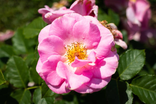 istock Rose flower in a garden 961951150