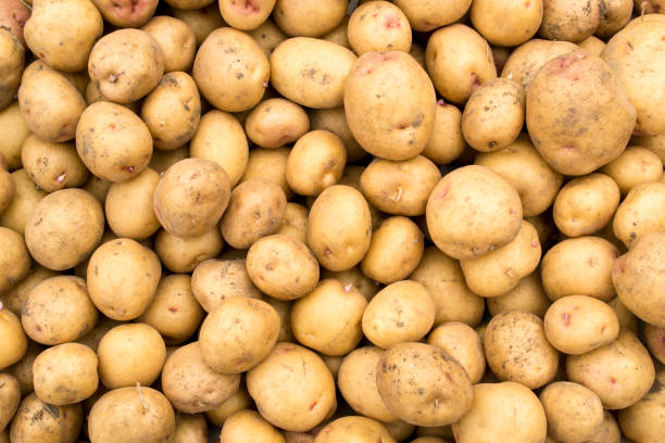 Background of raw potatoes.