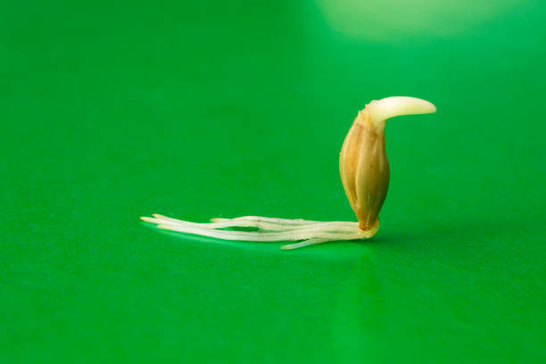 sprouted grain of barley for background