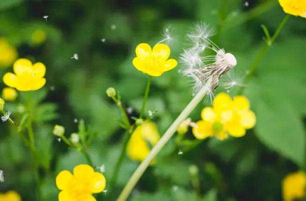 Dandelion seeds blowing in the wind in a spring meadow against a backdrop of colorful yellow primroses