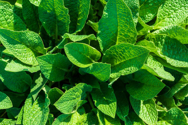istock natural plant leaves background. 961956126