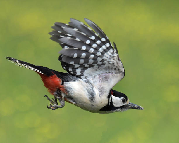 istock Great Spotted Woodpecker in flight 961956582