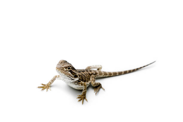 istock Agama. Baby Bearded Dragon on white background. Pogona vitticeps. 961956922