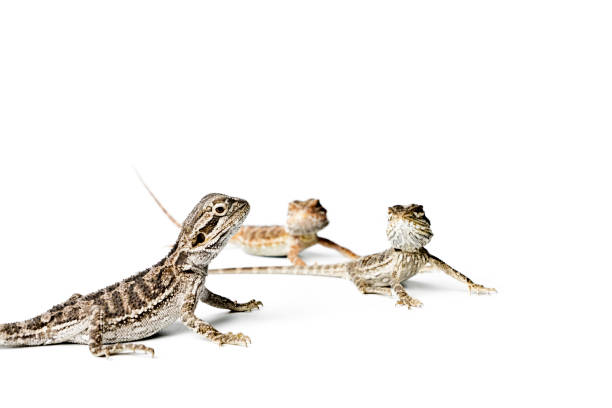 istock Agama. Baby Bearded Dragons on white background. Pogona vitticeps. 961956950