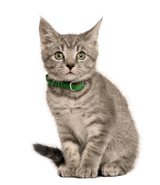 Front view of Kitten European cat sitting against white background  collar stock pictures, royalty-free photos & images