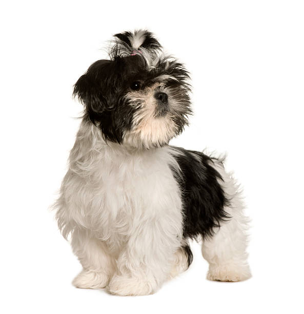 istock Shih Tzu standing in front of white background 96195943