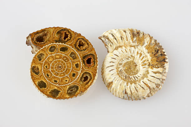 Ammonite fossil stock photo