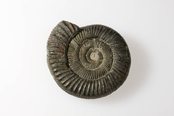 Ammonite fossil stock photo