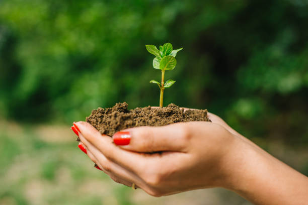 istock Greatness blossoms in the right hands 961960614