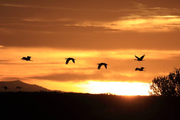 istock sand hill crane (Grus canadensis) at Bosque del Apache National Wildlife Refuge 961960734